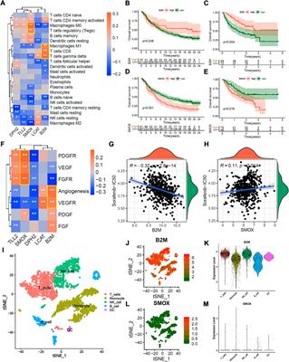 Construction of m6A-based prognosis signature and prediction for immune and anti-angiogenic response